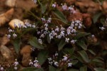 Otiophora villicaulis var. villicaulis
