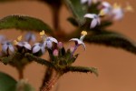 Otiophora villicaulis var. villicaulis