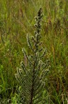 Anthospermum usambarense