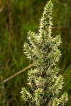 Anthospermum usambarense
