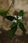 Spermacoce princeae