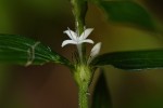 Spermacoce princeae