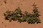 Spermacoce princeae