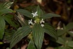 Spermacoce princeae