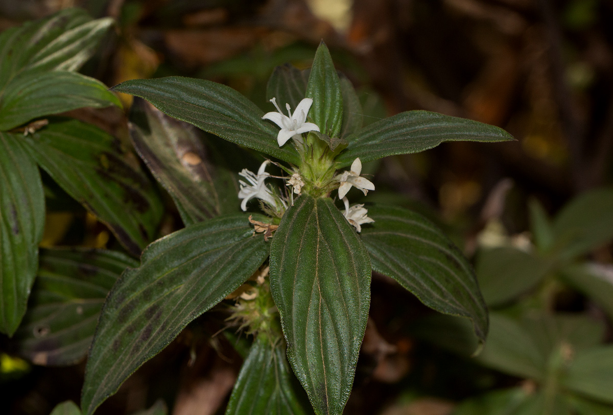 Spermacoce princeae