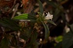 Spermacoce princeae