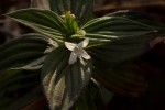 Spermacoce princeae