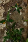 Spermacoce princeae