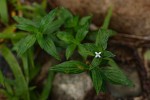Spermacoce princeae