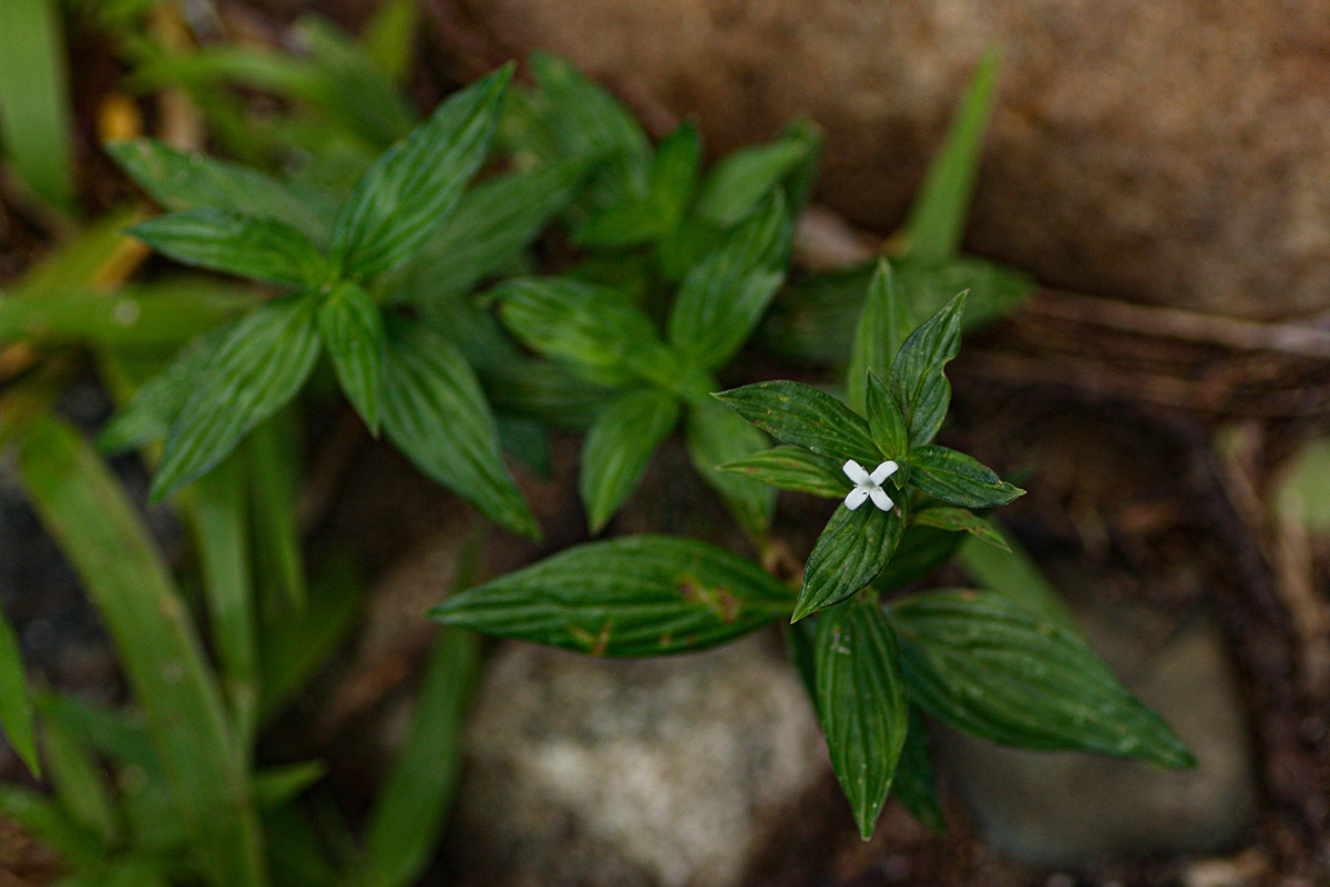 Spermacoce princeae