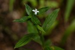 Spermacoce princeae