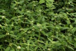 Mitracarpus hirtus
