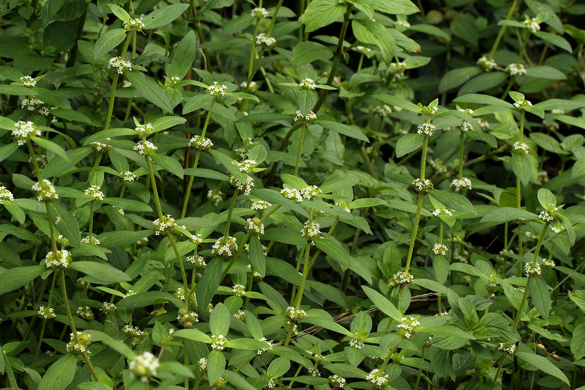 Mitracarpus hirtus