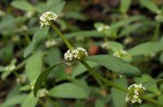 Mitracarpus hirtus