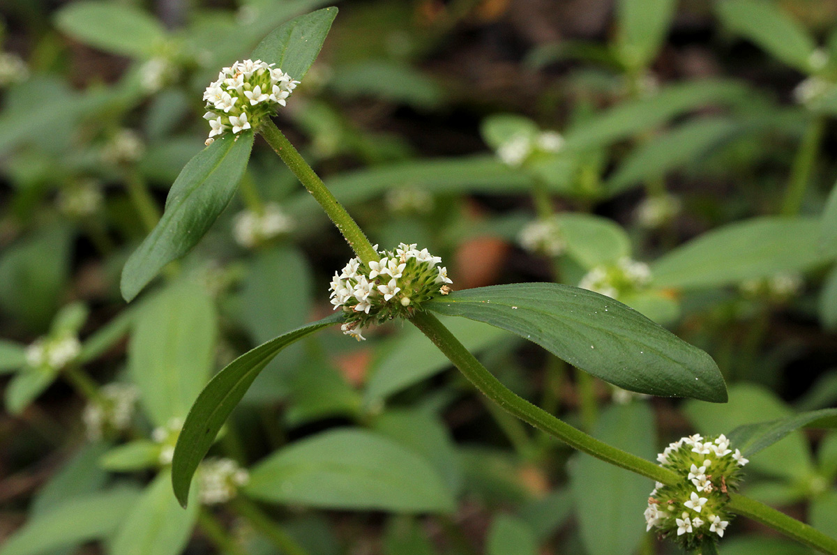 Mitracarpus hirtus