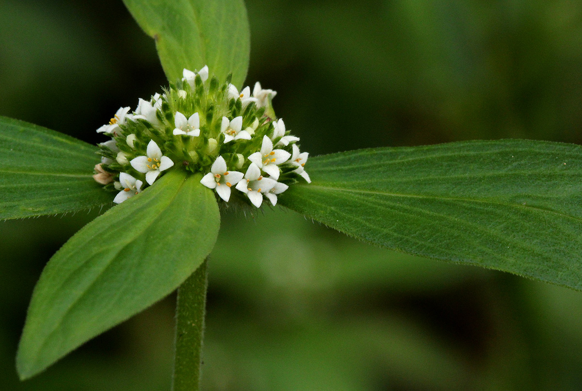 Mitracarpus hirtus