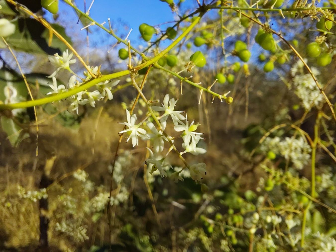 Asparagus buchananii