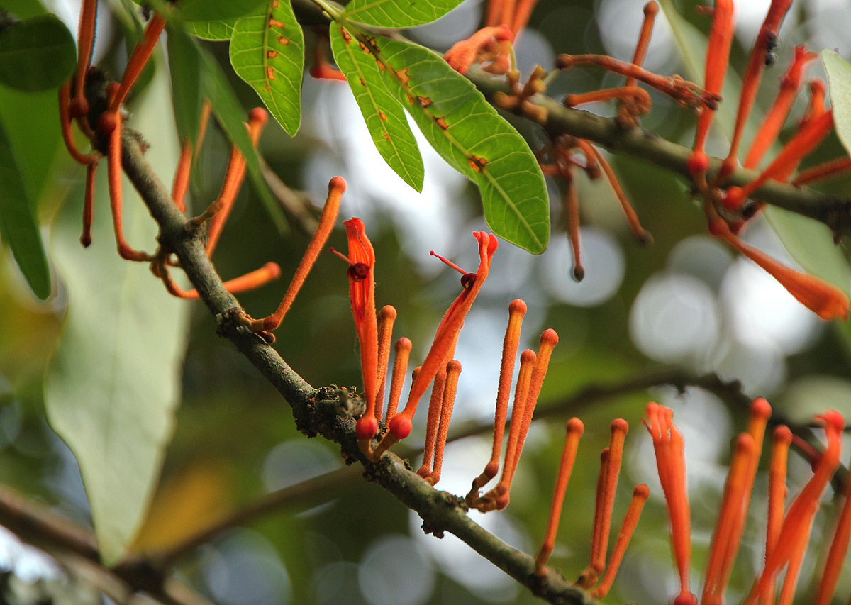Phragmanthera usuiensis subsp. usuiensis