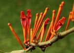 Phragmanthera usuiensis subsp. usuiensis