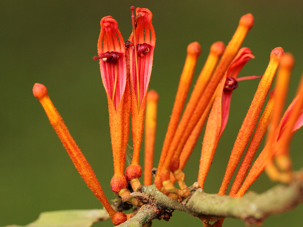 Phragmanthera usuiensis subsp. usuiensis