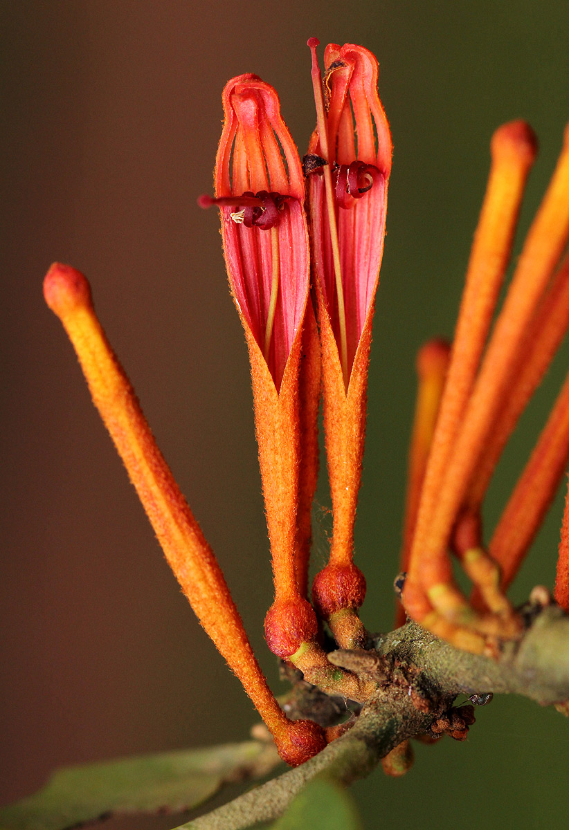 Phragmanthera usuiensis subsp. usuiensis