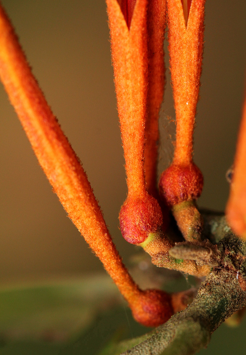 Phragmanthera usuiensis subsp. usuiensis