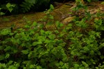 Persicaria nepalensis