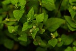 Persicaria nepalensis