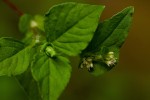 Persicaria nepalensis