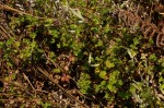 Alchemilla ellenbeckii subsp. nyikensis