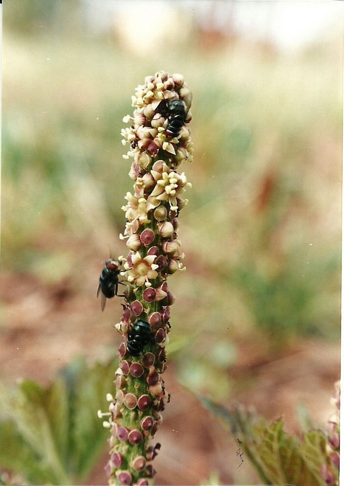 Cussonia corbisieri
