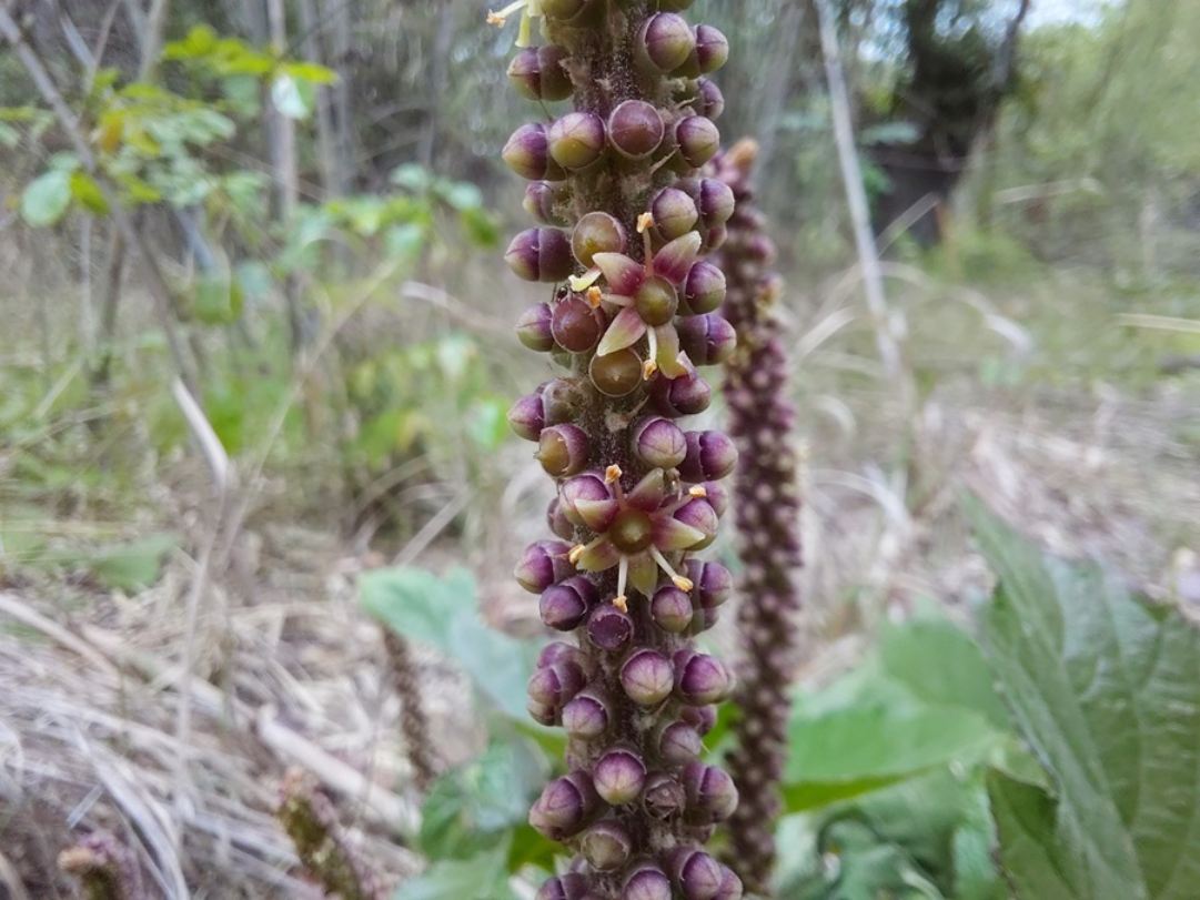 Cussonia corbisieri Cussonia corbisieri
