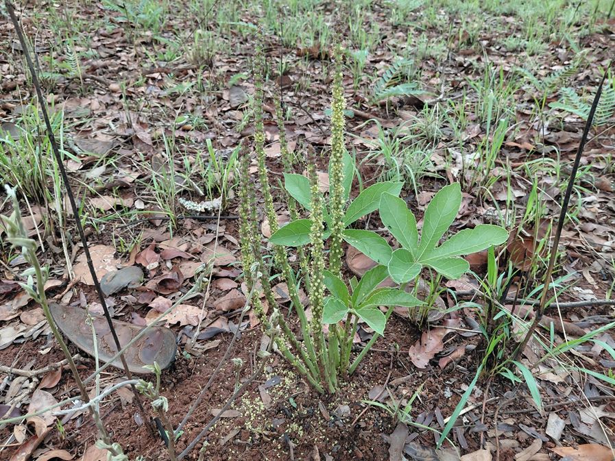 Cussonia corbisieri Cussonia corbisieri