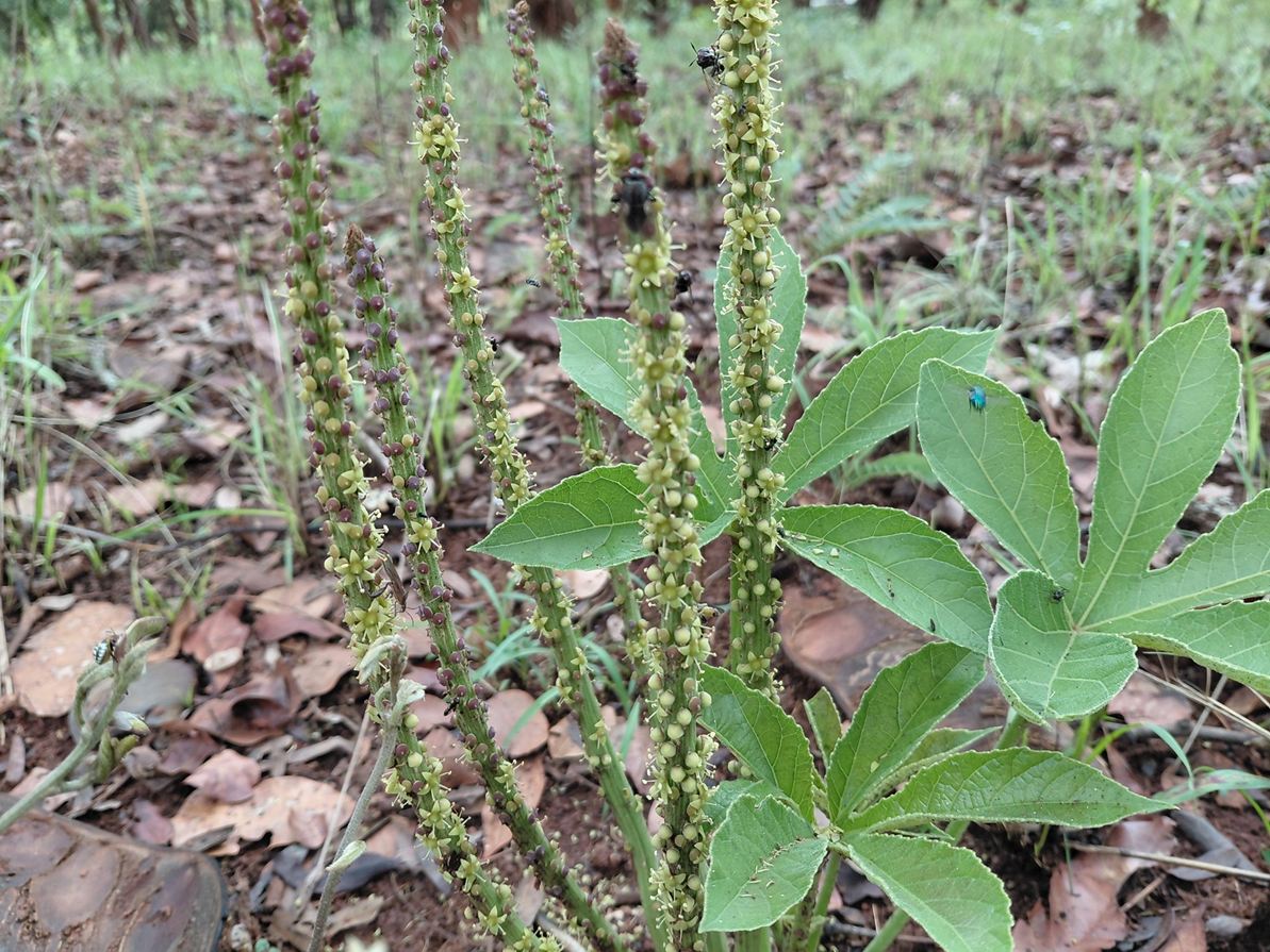 Cussonia corbisieri Cussonia corbisieri