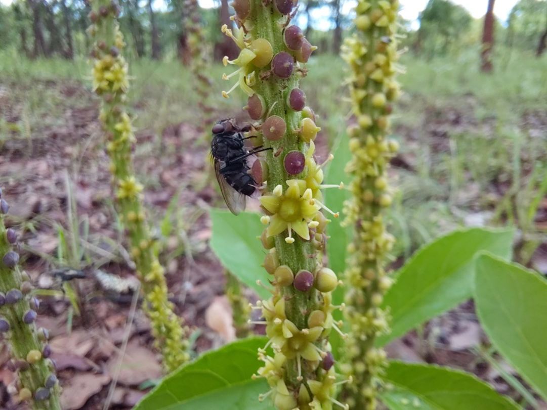 Cussonia corbisieri Cussonia corbisieri