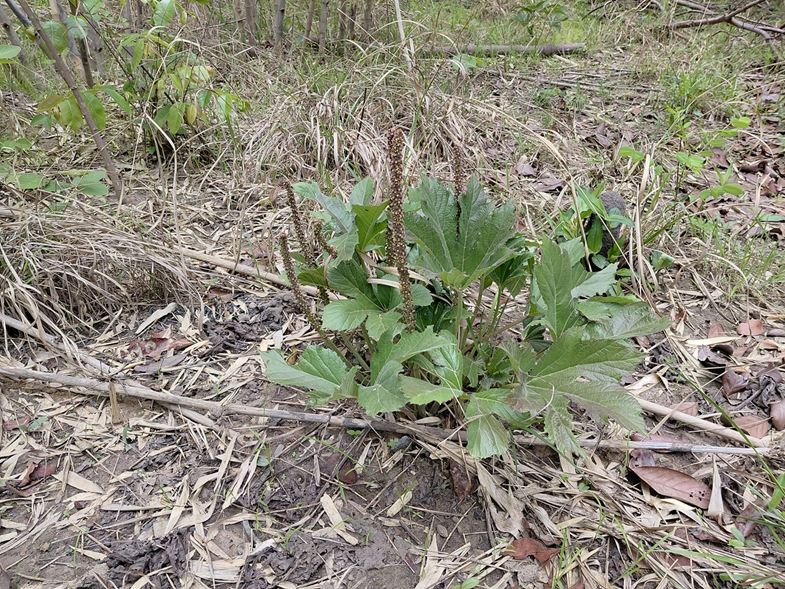 Cussonia corbisieri Cussonia corbisieri