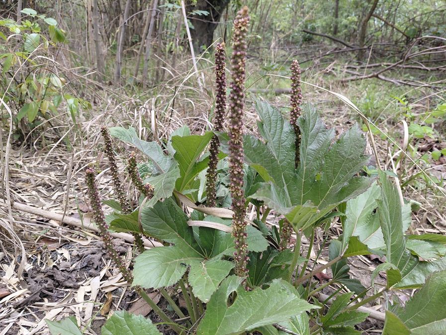 Cussonia corbisieri Cussonia corbisieri
