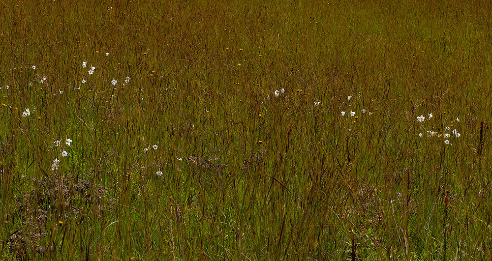 Delphinium leroyi