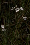 Delphinium leroyi