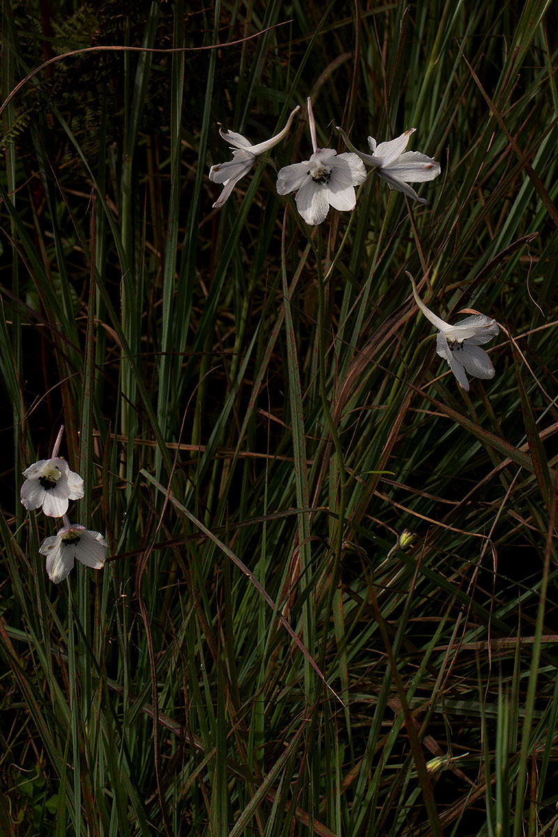 Delphinium leroyi