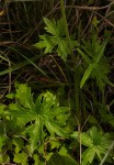 Delphinium leroyi