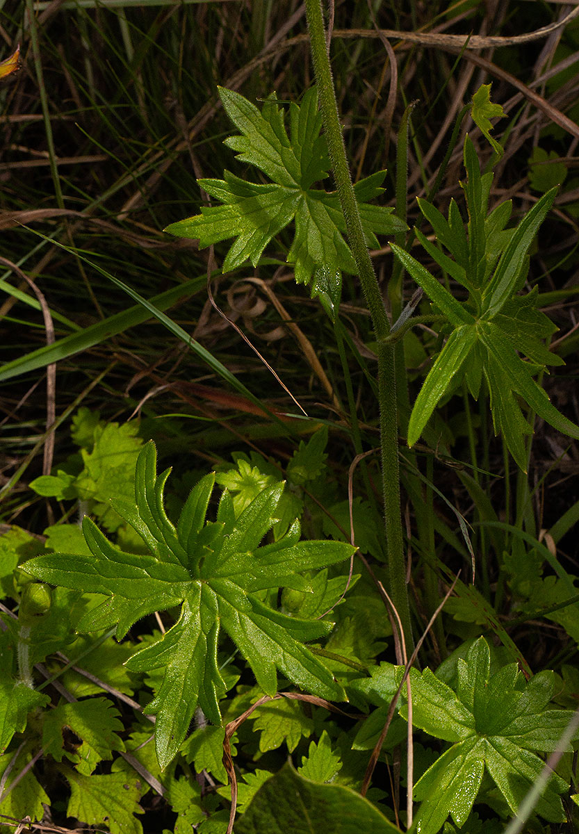Delphinium leroyi
