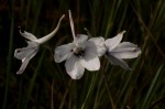 Delphinium leroyi