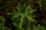 Delphinium leroyi