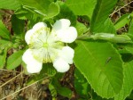 Tetracera masuiana