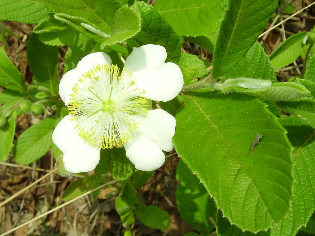 Tetracera masuiana