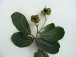 Tetracera masuiana