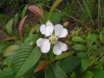 Tetracera masuiana