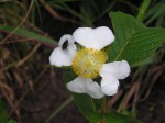 Tetracera masuiana