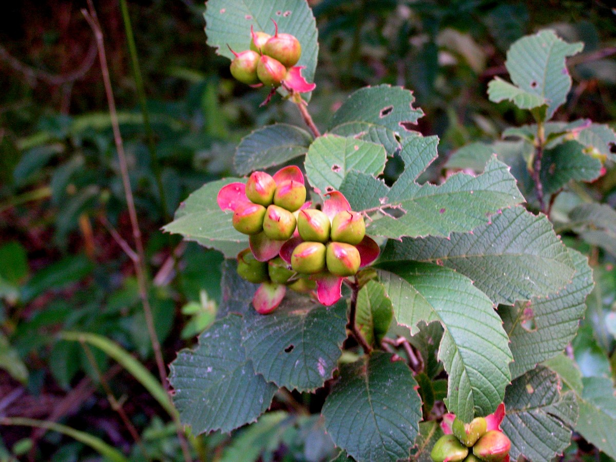 Tetracera masuiana